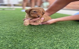Cockapoo dogs for sale: Cockerpoo puppies - Image 16