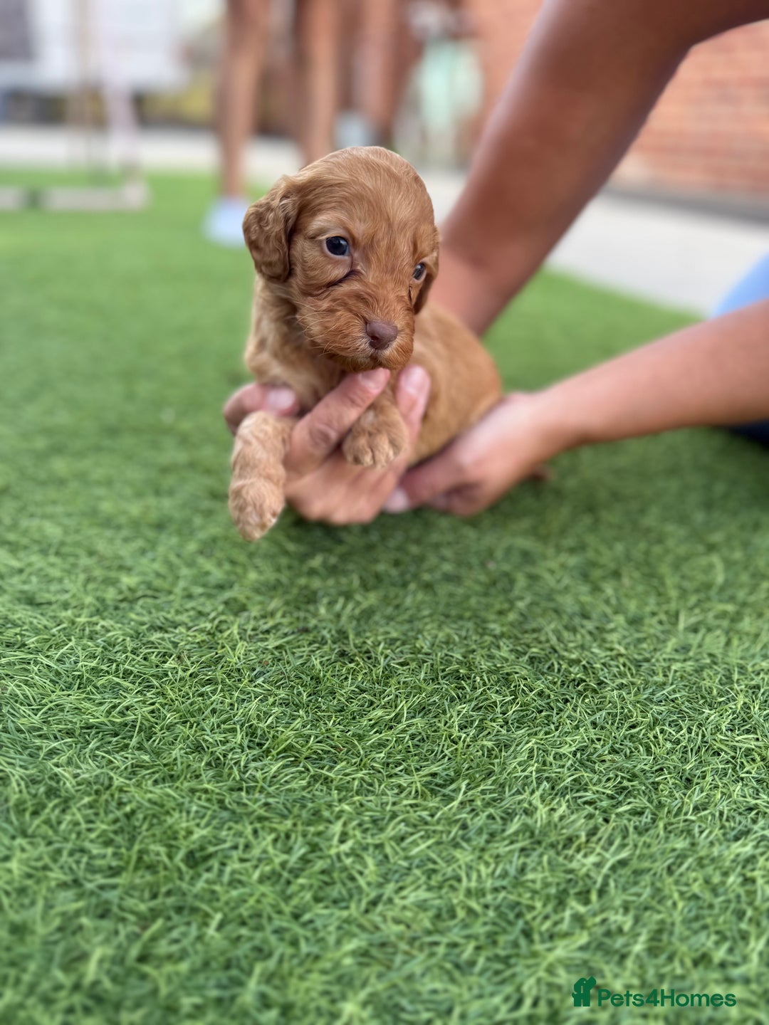 Cockapoo dogs for sale: Cockerpoo puppies - Image 16