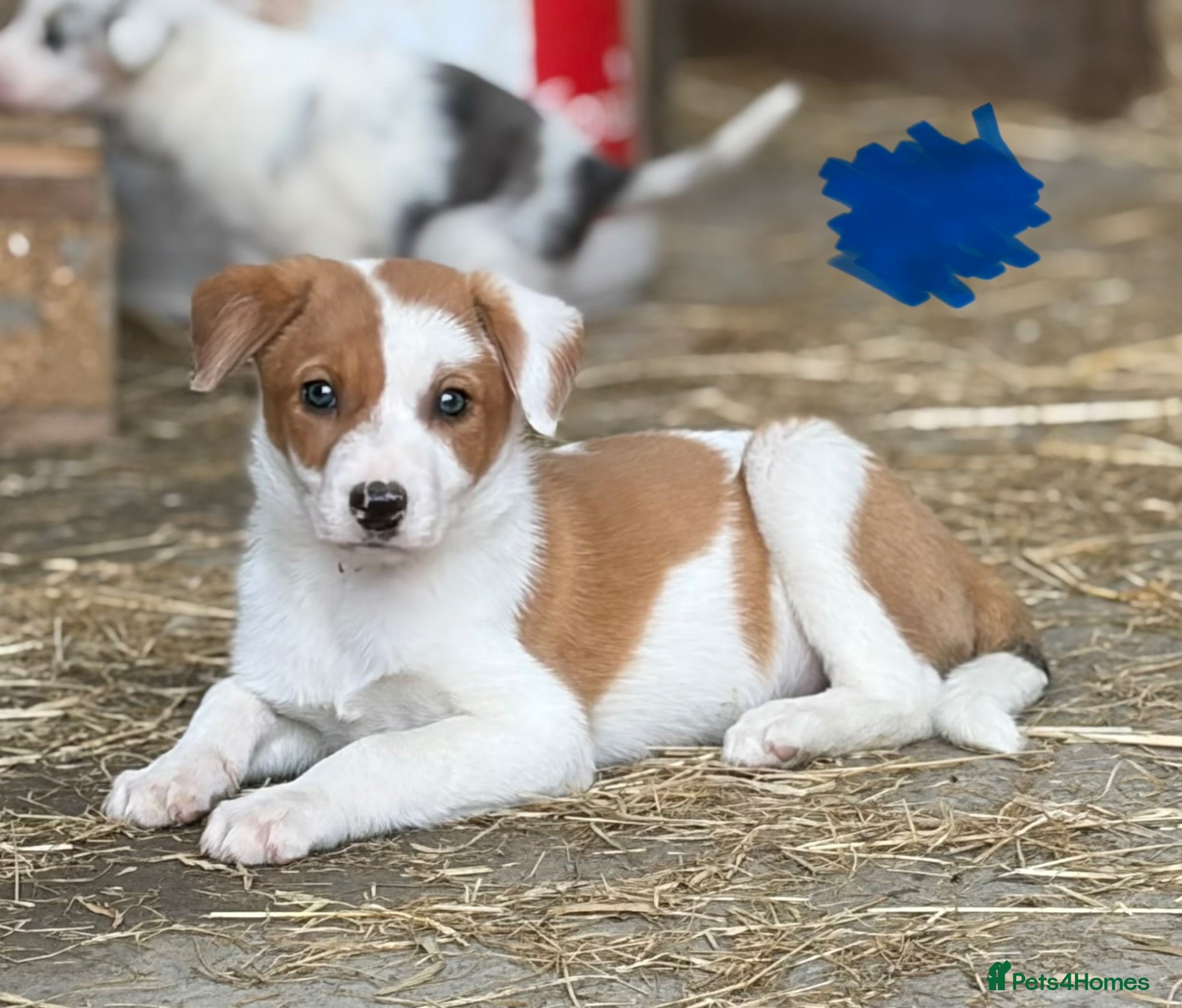 Mixed Breed dogs Gorgeous sheepdog puppies  - Advert 2