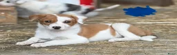 Mixed Breed dogs for sale: Gorgeous sheepdog puppies  - Advert 2
