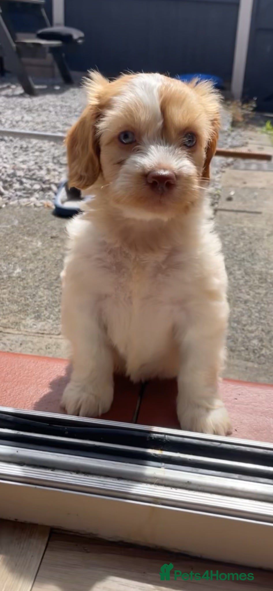 Cockapoo dogs 🏆TINY TOY COCKAPOO 🏆 - Advert 7