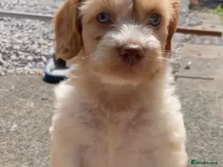 Cockapoo dogs 🏆TINY TOY COCKAPOO 🏆 - Advert 7