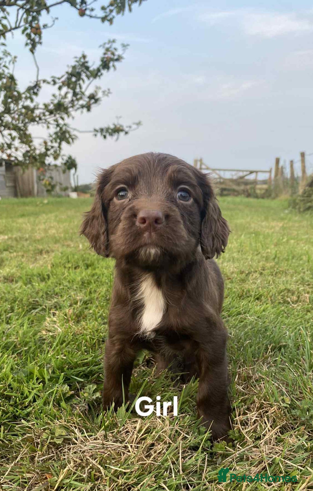 Sprocker dogs for sale: Sprocker puppys  - Image 8