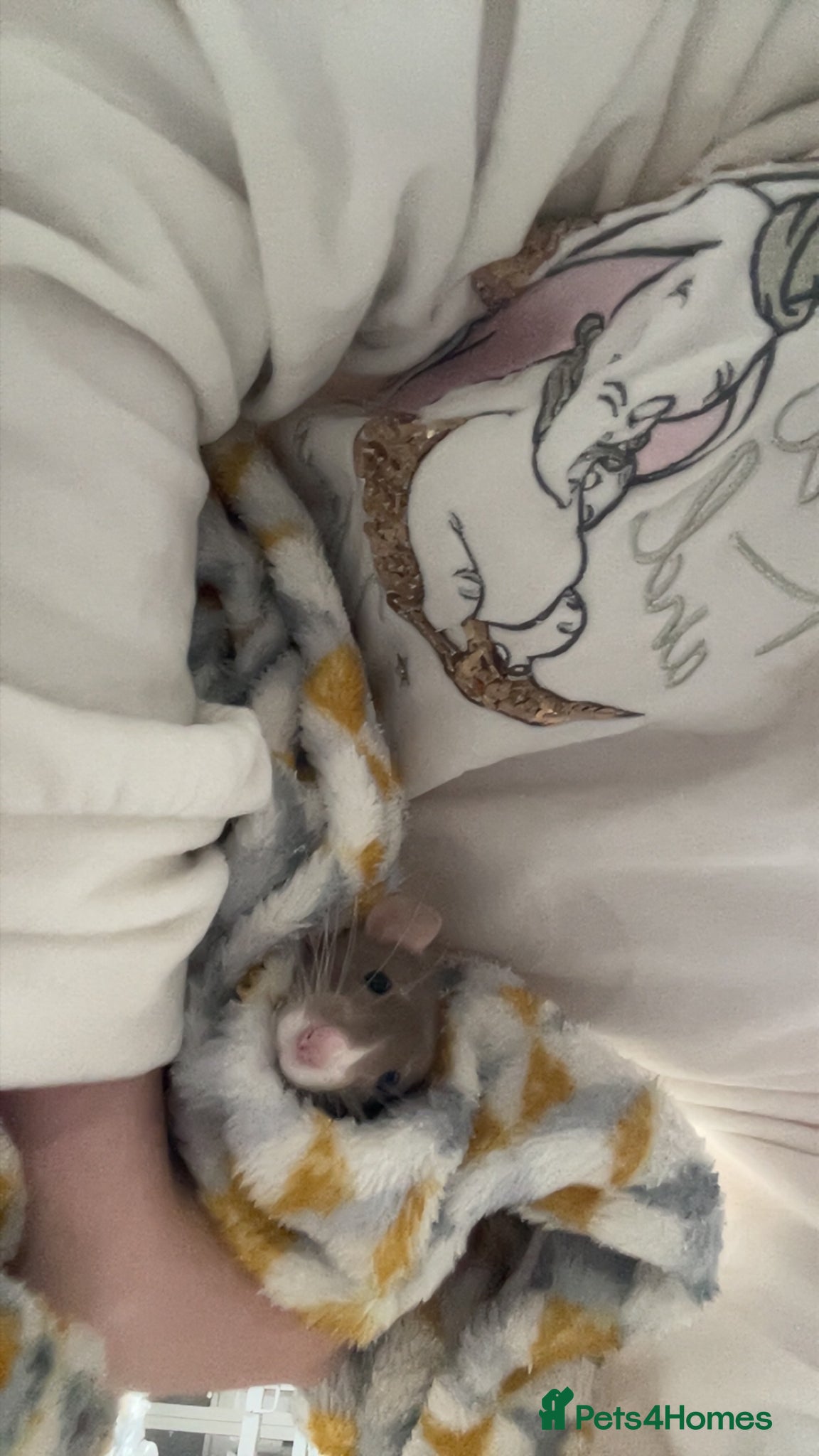 Rat rodents for sale: Four lovely rats looking for a forever home  - Advert 4