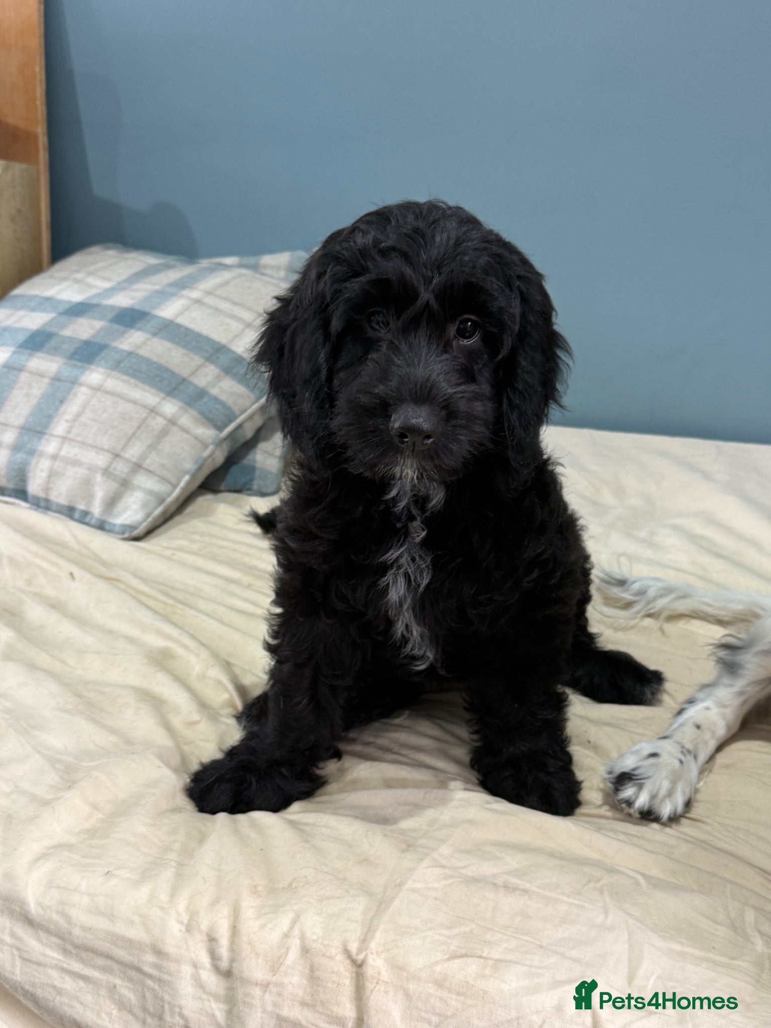 Mixed Breed dogs Sprockerpoo puppies  only two left  - Advert 14