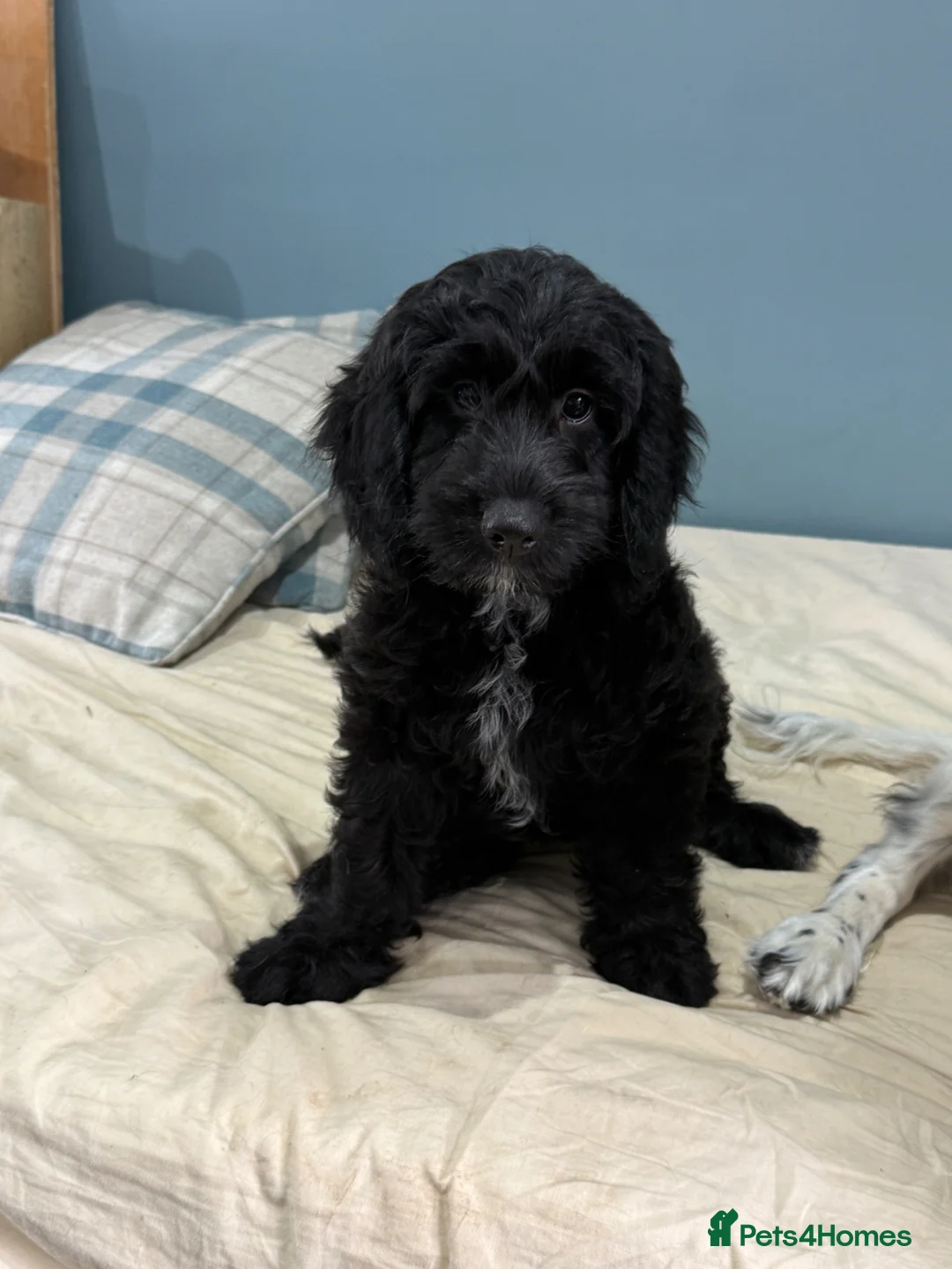 Mixed Breed dogs for sale: Sprockerpoo puppies  only two left  - Advert 1