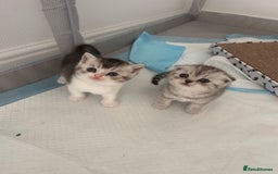 Scottish Fold cats for sale: Scottish fold and straights - Image 10
