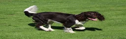English Springer Spaniel dogs for stud: KC Reg, Health Tested, Liver & White ESS for Stud in Dereham - Advert 4