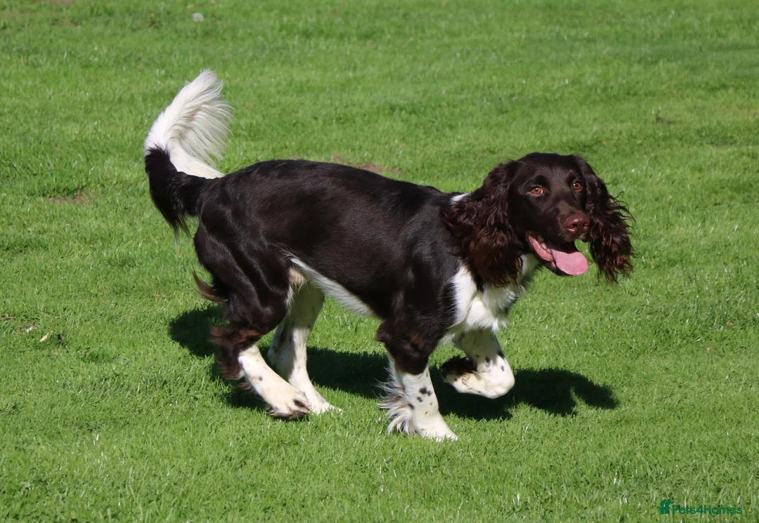 English Springer Spaniel dogs for stud: KC Reg, Health Tested, Liver & White ESS for Stud in Dereham - Advert 4