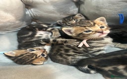 Bengal cats for sale: 5 bengal x tiger cubs for sale ragdoll x stunning - Image 10