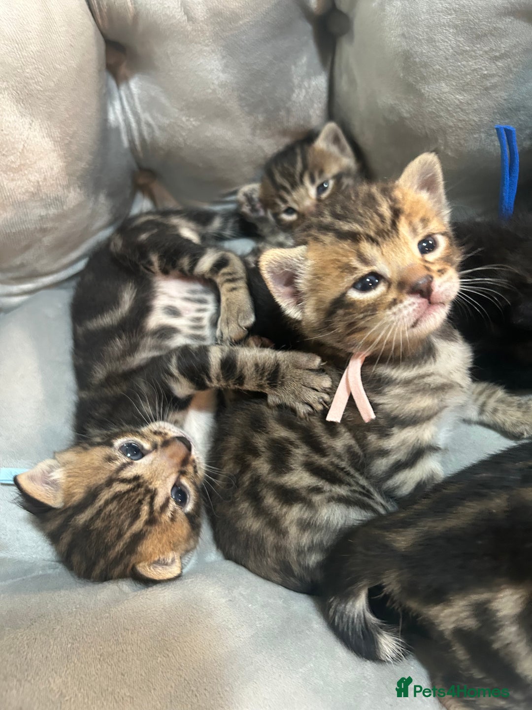 Bengal cats for sale: 5 bengal x tiger cubs for sale ragdoll x stunning - Image 10