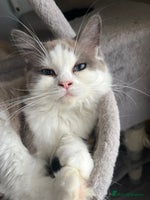 Ragdoll cats - Advert 3