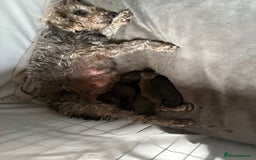 Mixed Breed dogs for sale: Bedlington x whippet puppies - Image 10