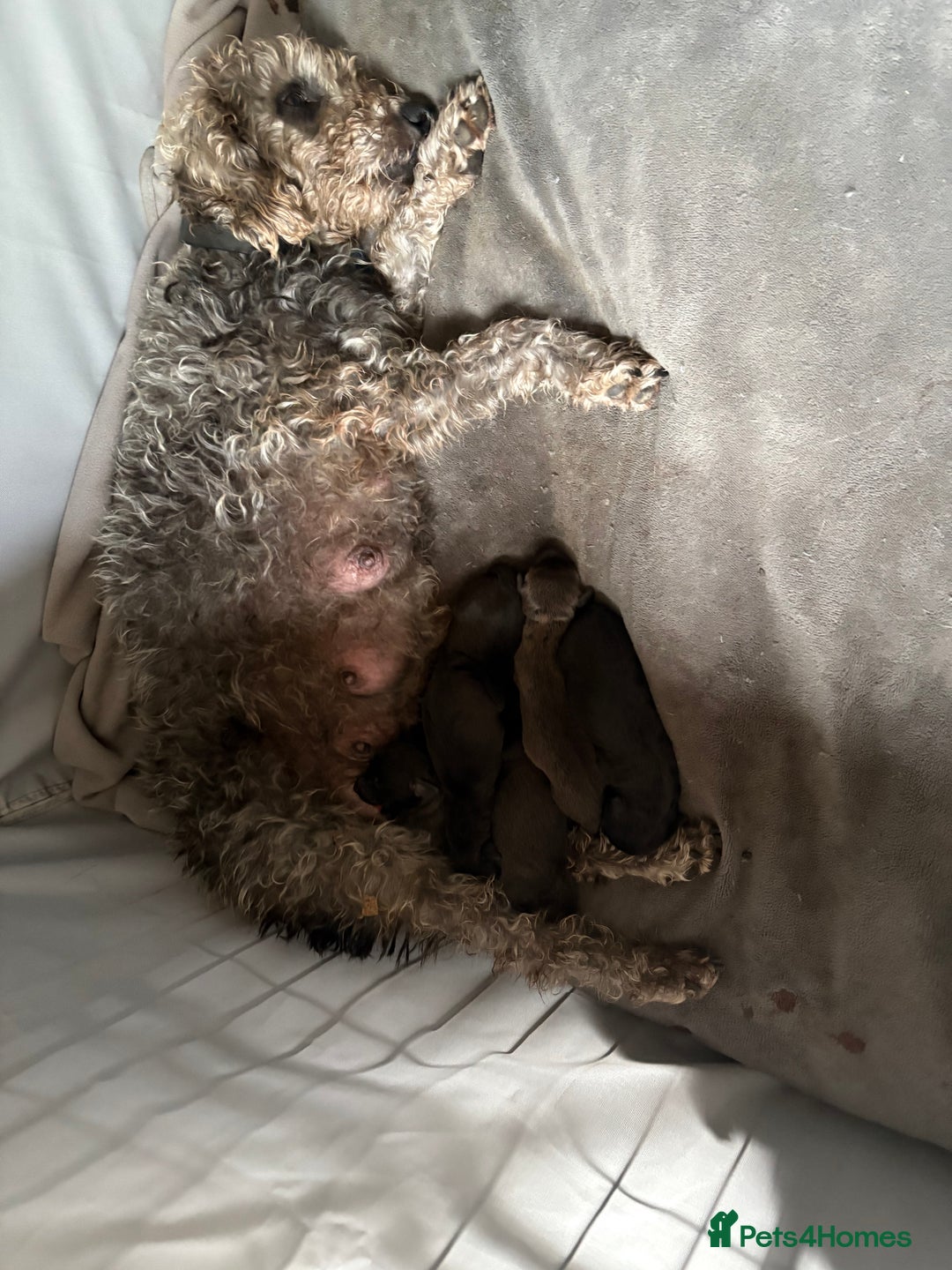 Mixed Breed dogs for sale: Bedlington x whippet puppies - Image 10