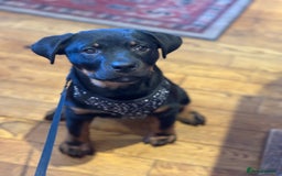 Rottweiler dogs for sale: Zora the Rotty - Image 5