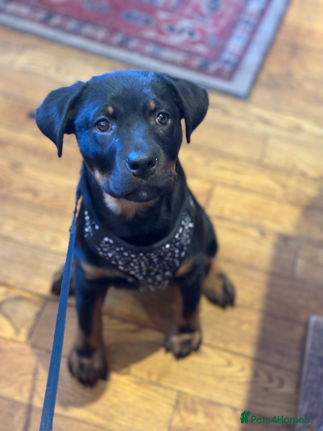 Rottweiler dogs for sale: Zora the Rotty - Image 5