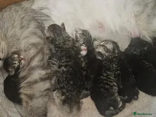 Maine Coon cats Large Maine Coon kittens regd European bloodline - Advert 13