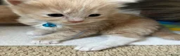 Ragdoll cats for sale: X6 Beautiful Ragdoll/Persian "Perdoll" Kittens - Advert 20