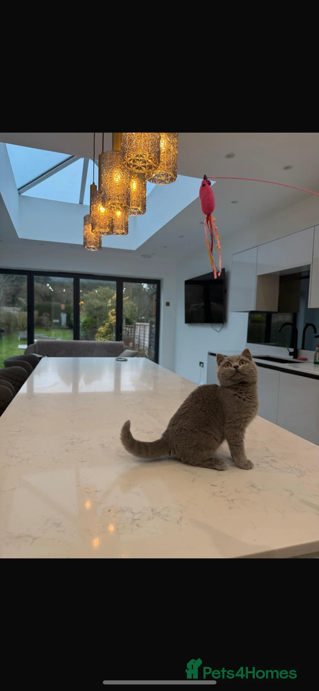 British Shorthair cats for sale: 🌈 GCCF Blue 🏆 Champion 🏆 BSH teddy bear 🧸  - Advert 4