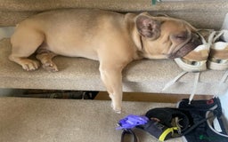 French Bulldog dogs for sale: Reggie - French bulldog  - Image 4