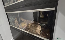 Python Snake reptiles for sale: 2 x royal ball pythons with complete set up - Image 4