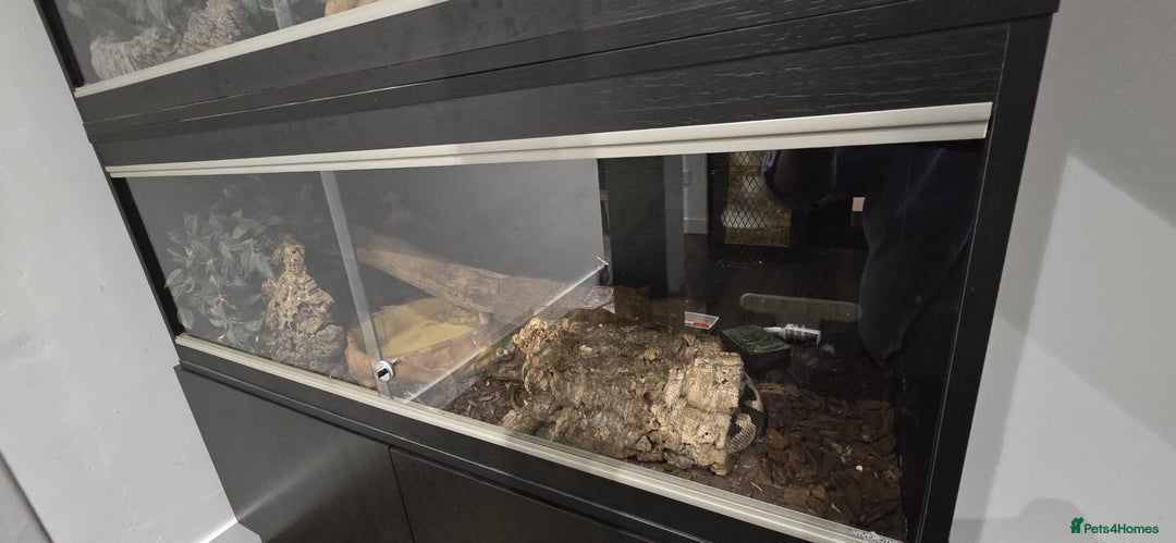 Python Snake reptiles for sale: 2 x royal ball pythons with complete set up - Image 4
