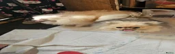 Pomeranian dogs for stud: White russian line kc reg pom  - Advert 2