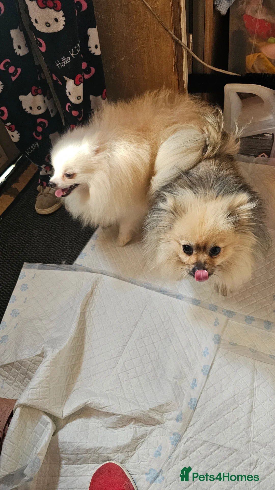 Pomeranian dogs for stud: White russian line kc reg pom  - Advert 2