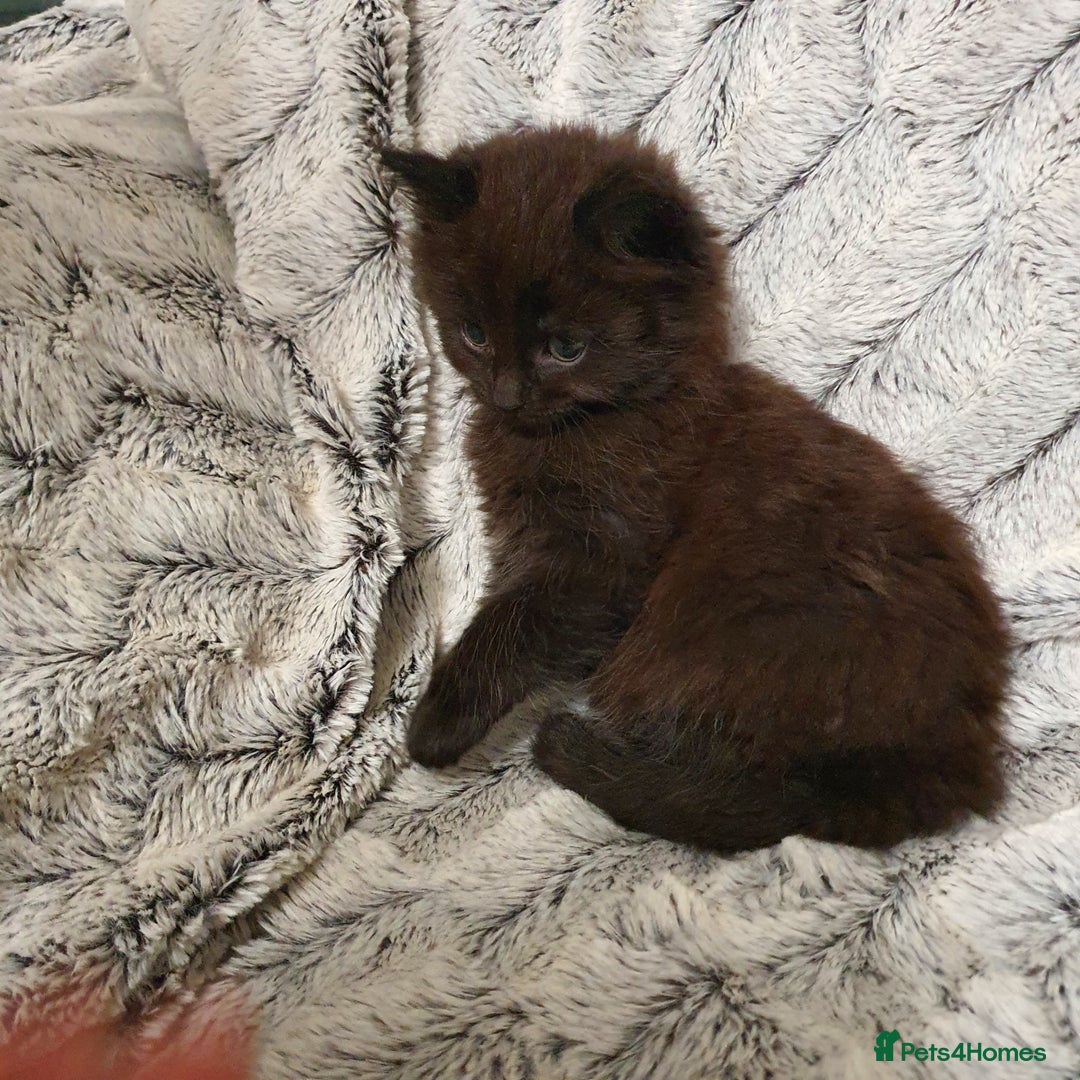 Mixed Breed cats for sale: 5 cute 😍 kittens  - Advert 8