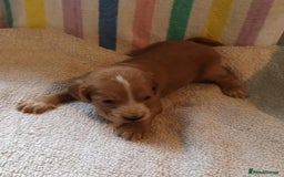 Cocker Spaniel dogs for sale: GOLD COCKER SPANIEL BOYS. - Image 8
