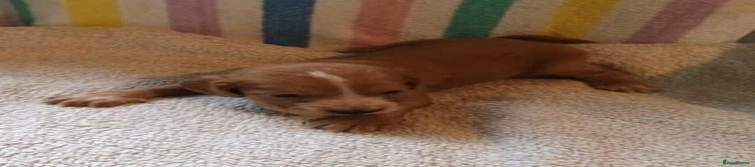 Cocker Spaniel Puppy 4