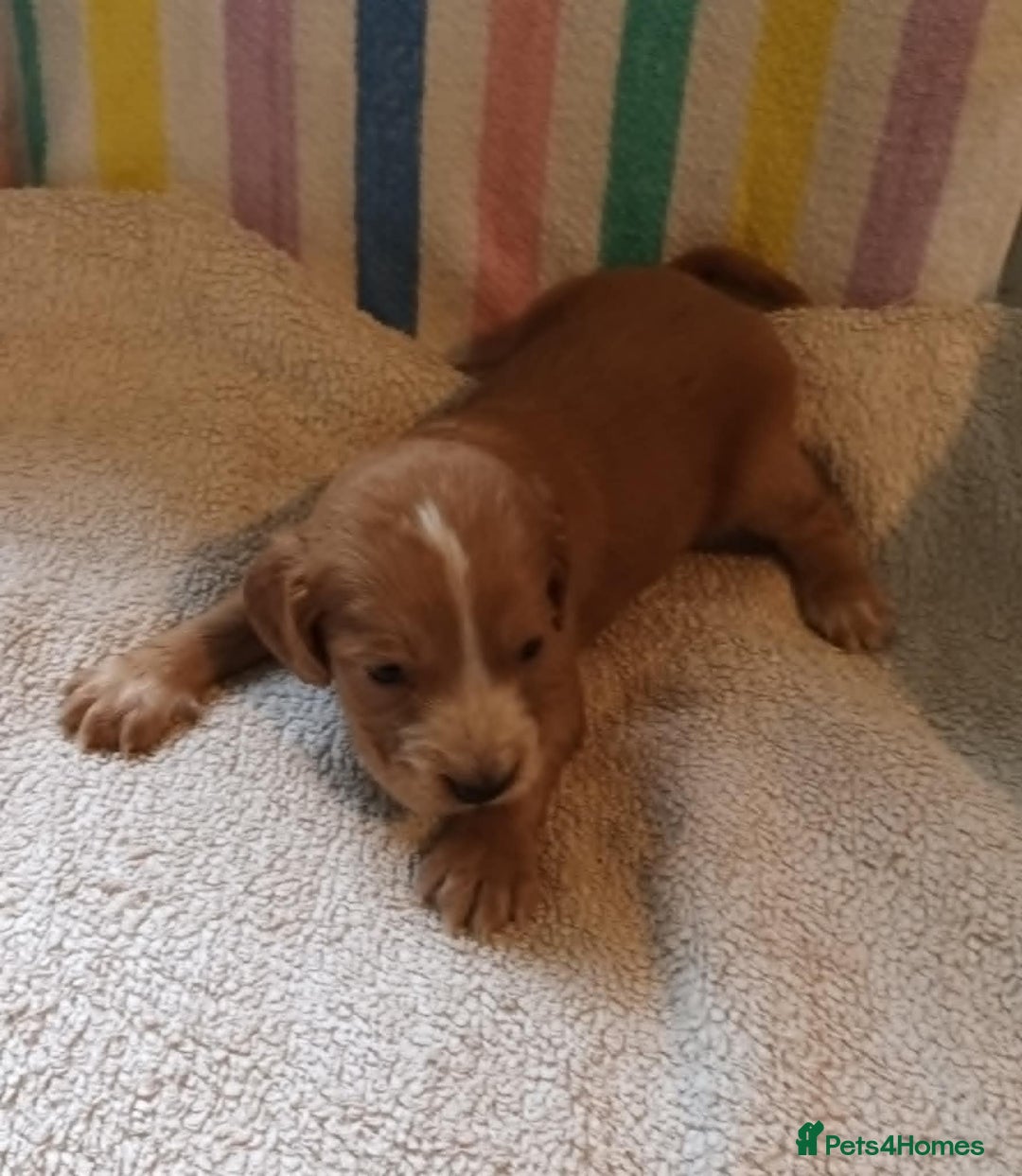 Cocker Spaniel dogs for sale: GOLD COCKER SPANIEL BOYS. - Image 8