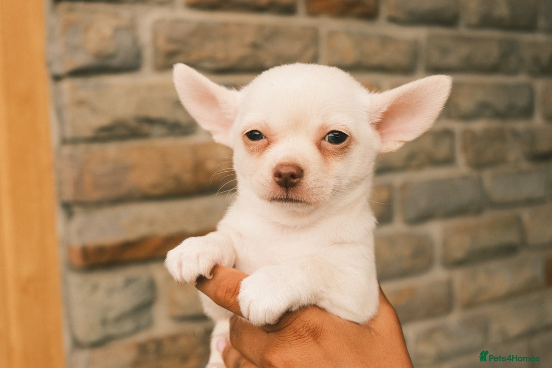 Chihuahua dogs for sale: 4 beautiful Chihuahua pups - Image 16
