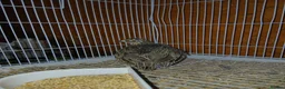 Quail poultry for sale: Mearn/montizuma quails in Clacton-on-Sea - Advert 2
