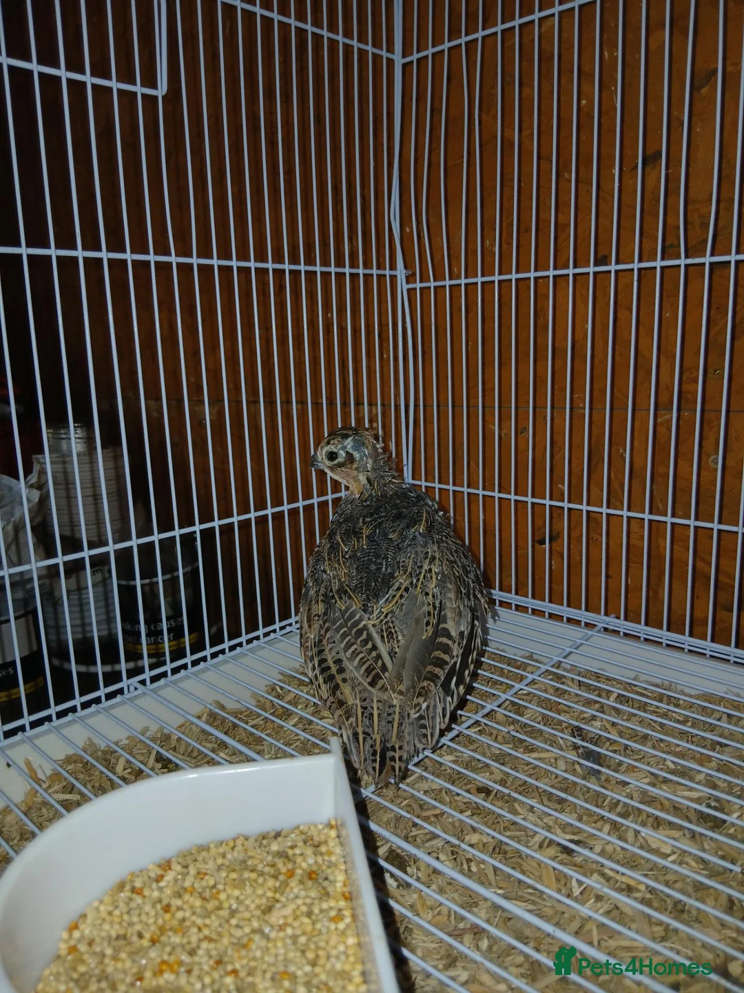 Quail poultry for sale: Mearn/montizuma quails in Clacton-on-Sea - Advert 2