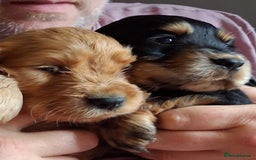 Cocker Spaniel dogs for sale: Quality show type Cocker Spaniel puppies for sale in Whitchurch - Image 5