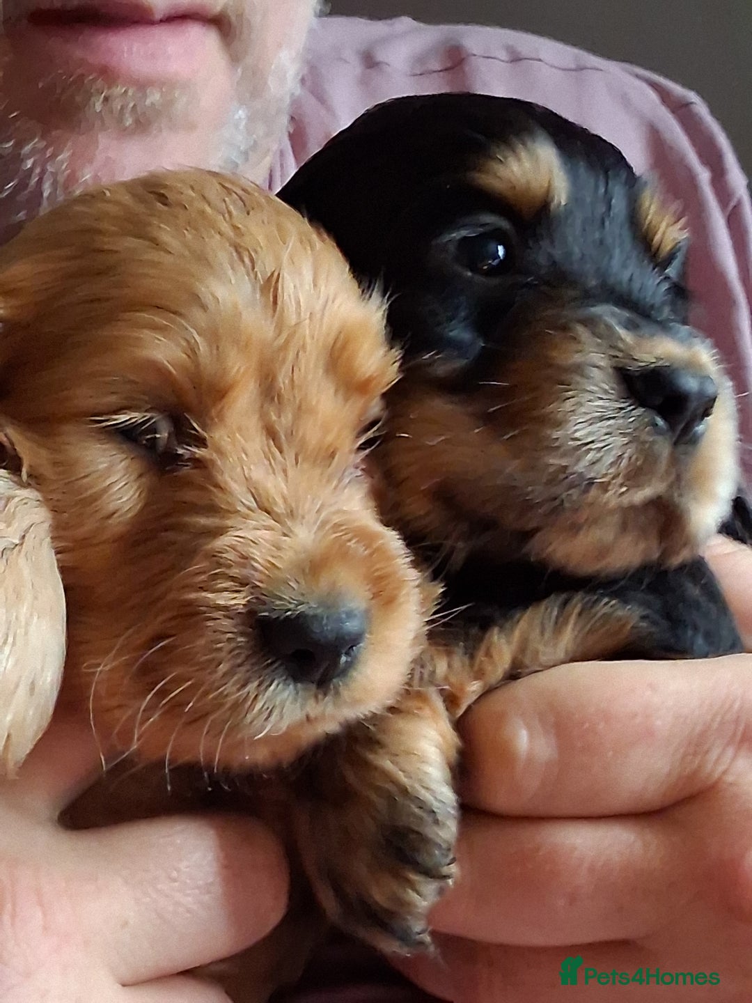 Cocker Spaniel dogs for sale: Quality show type Cocker Spaniel puppies for sale in Whitchurch - Image 5