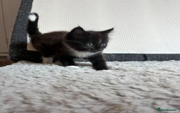 British Shorthair cats for sale: Litter of kittens for sale - Image 4