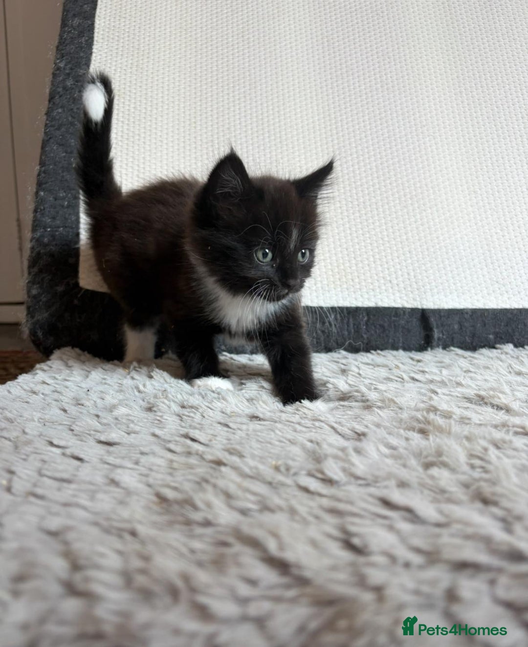 British Shorthair cats for sale: Litter of kittens for sale - Image 4