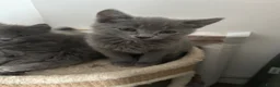 Mixed Breed cats for sale: Russian blue x long haired kittens ready  in Derby - Advert 9