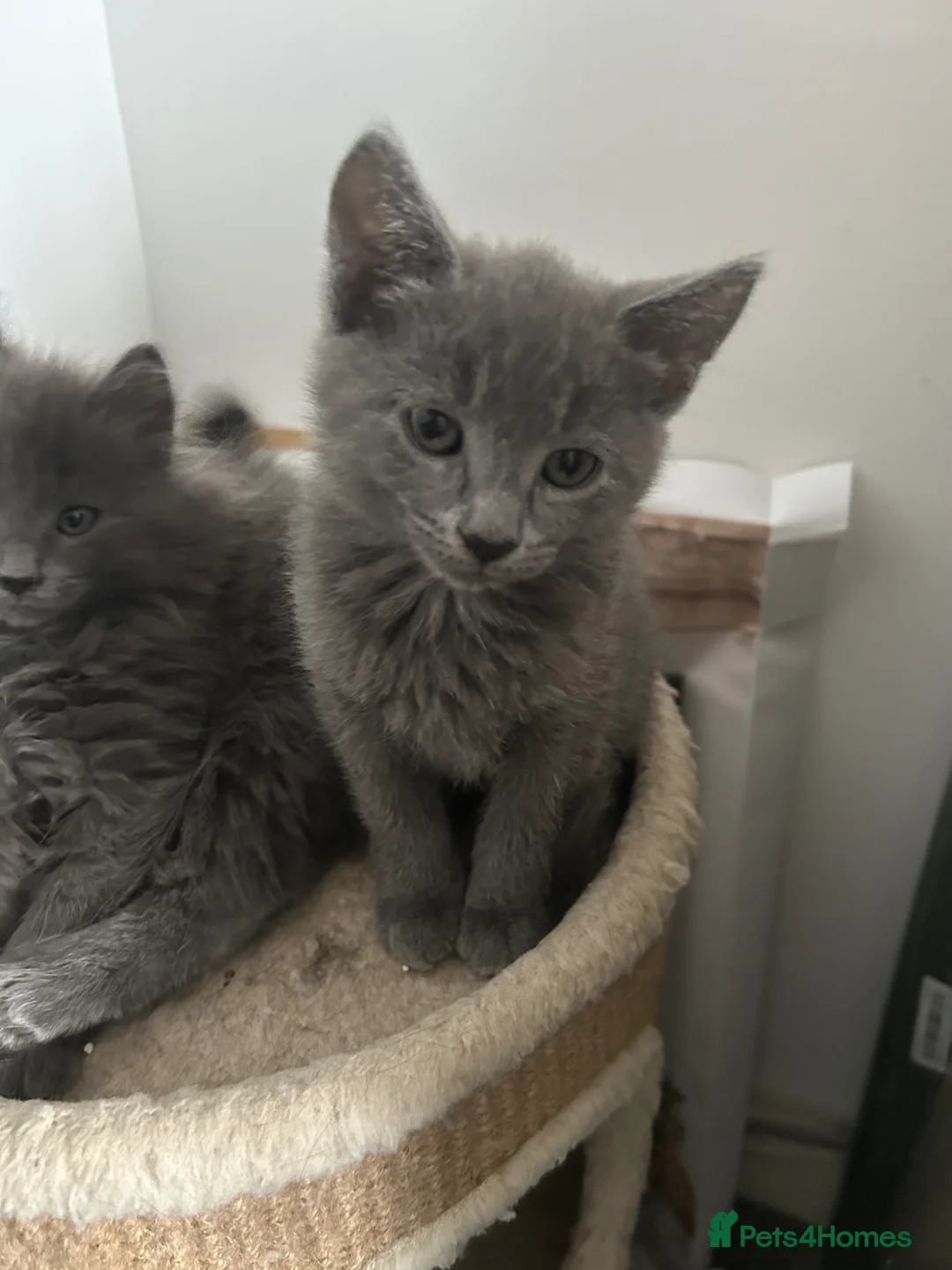 Mixed Breed cats for sale: Russian blue x long haired kittens ready  in Derby - Advert 9