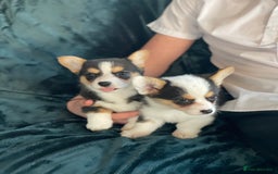 Welsh Corgi Pembroke dogs for sale: Beautiful Welsh Corgi Pembroke girls  - Advert 9