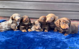 Miniature Dachshund dogs for sale: Long haired miniature Dashshund puppies  - Image 27