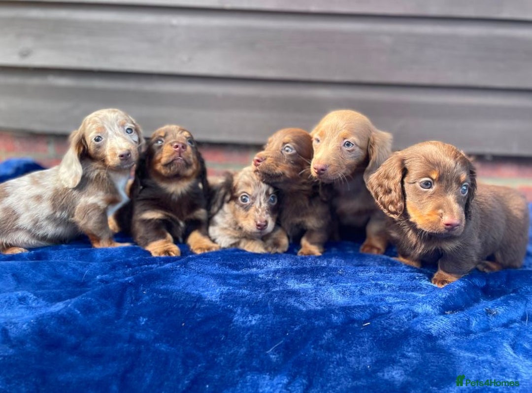 Miniature Dachshund dogs for sale: Long haired miniature Dashshund puppies  - Image 27