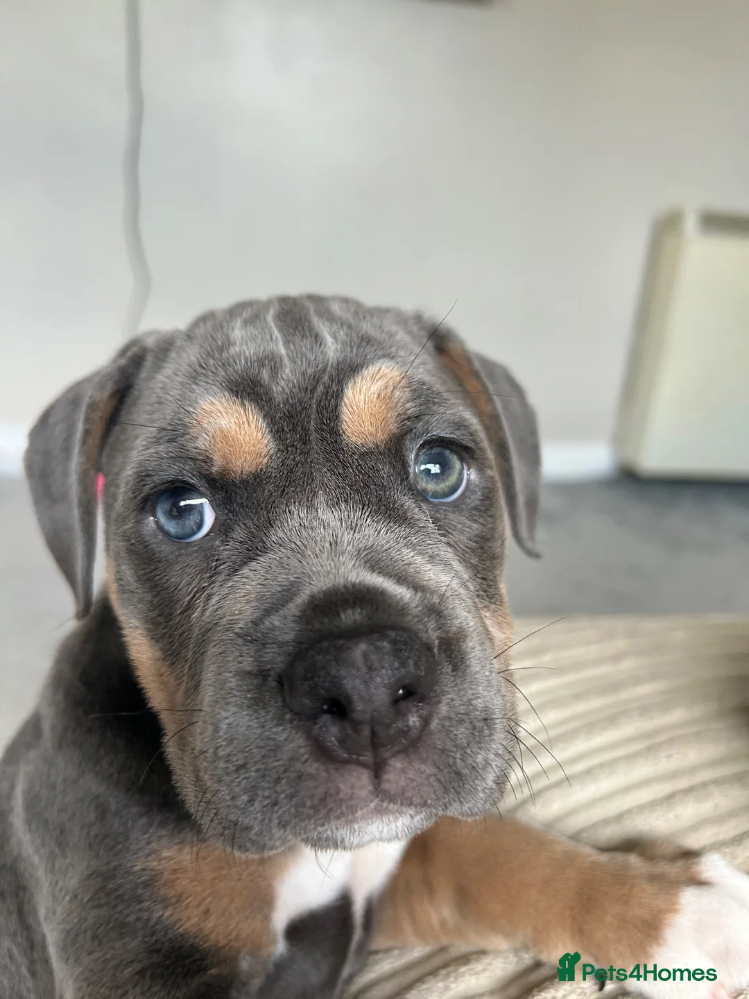 Mixed Breed dogs for sale: Ready to leave olde English bulldog x in Looe - Advert 2