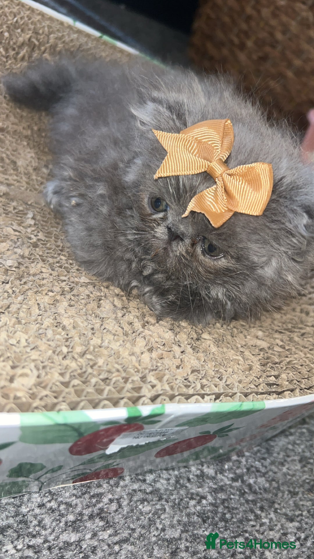 Persian cats for sale: Blue Persian  in Chesterfield - Image 18