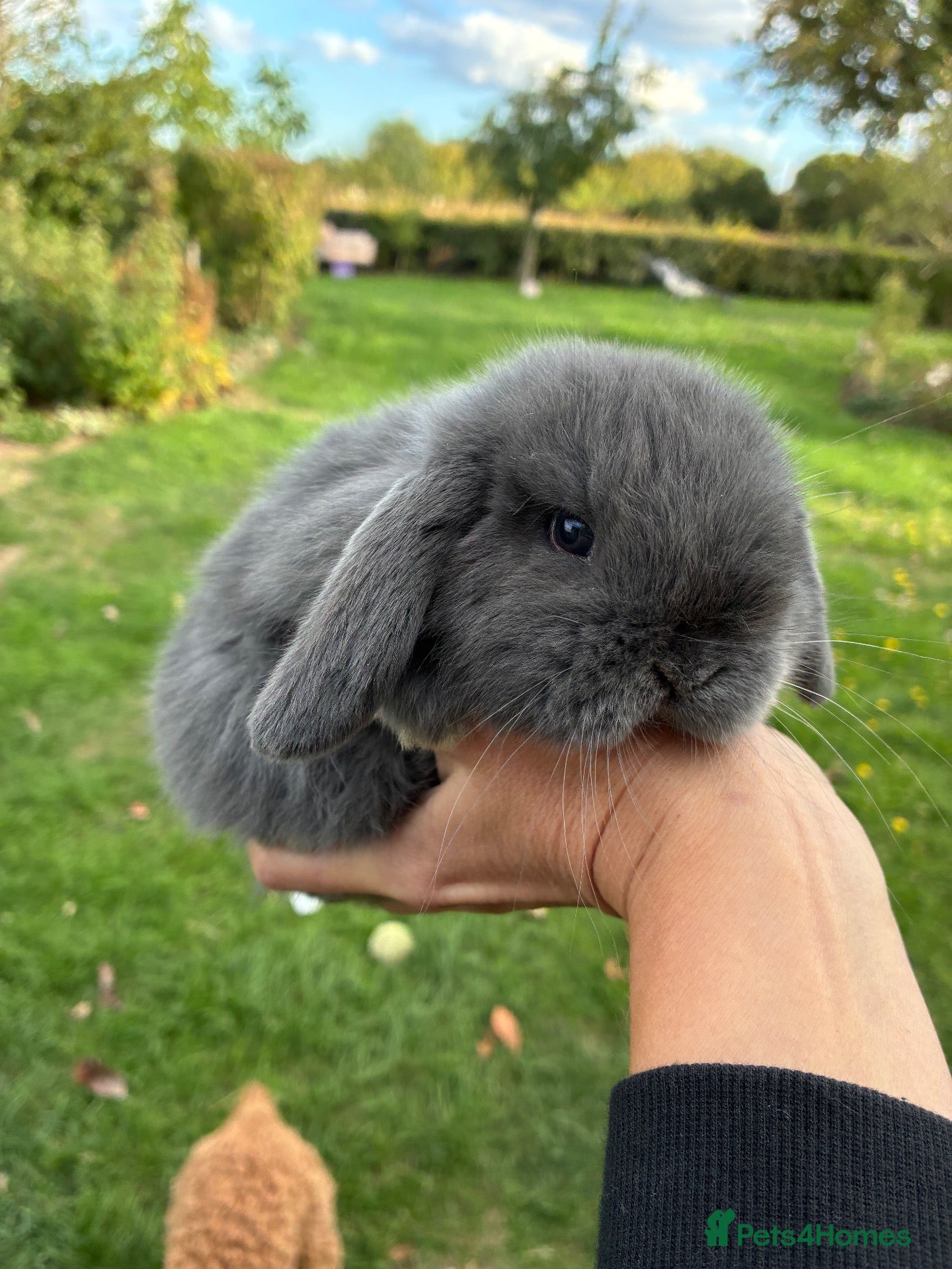 Mini Lop rabbits Beautiful pure breed mini lops - Advert 11