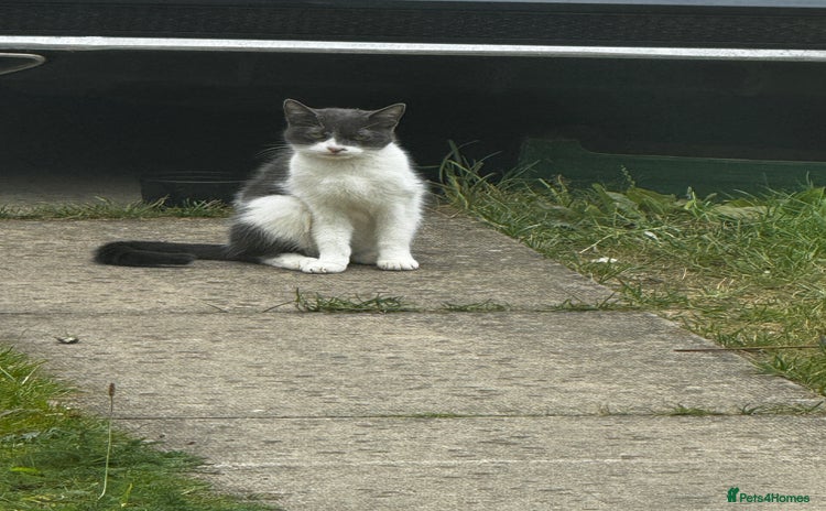 Mixed Breed cats - Advert 6