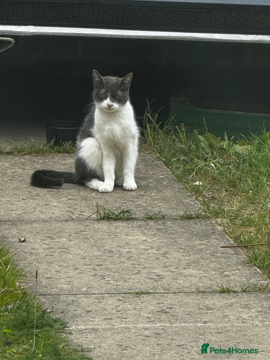 Mixed Breed cats for sale: Black and white kitten  - Image 1