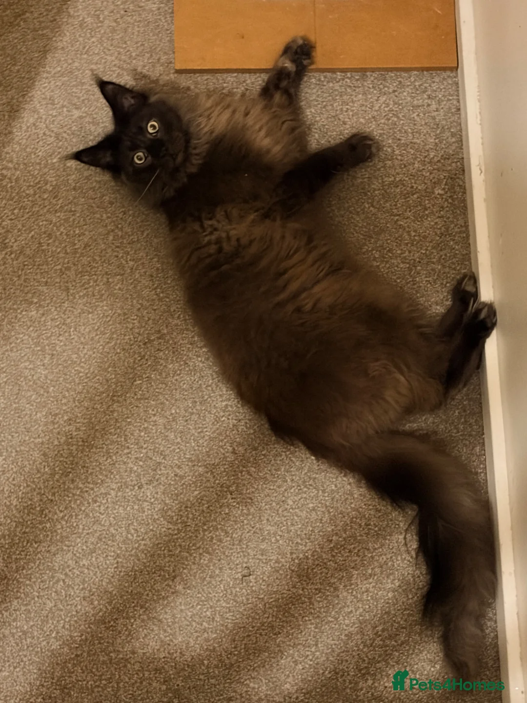 Maine Coon cats for sale: Cats for sale - Advert 1